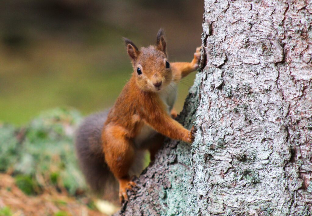 A brown squirrel on a tree in the Woodlands, TX.
