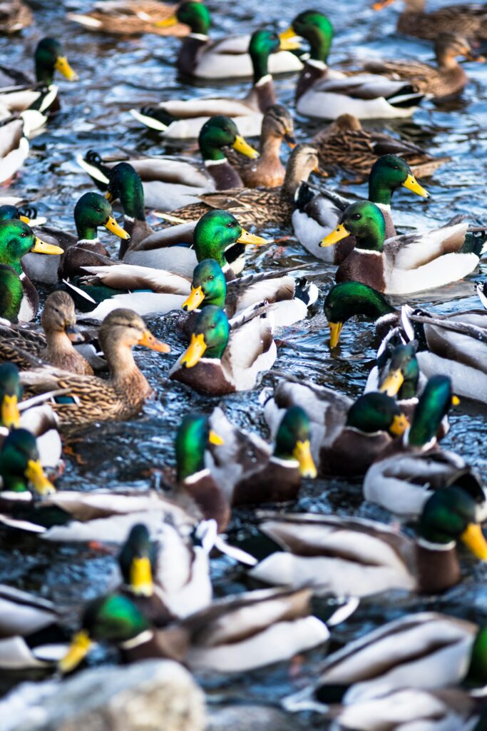 Group of mallard ducks in Glenview, IL.