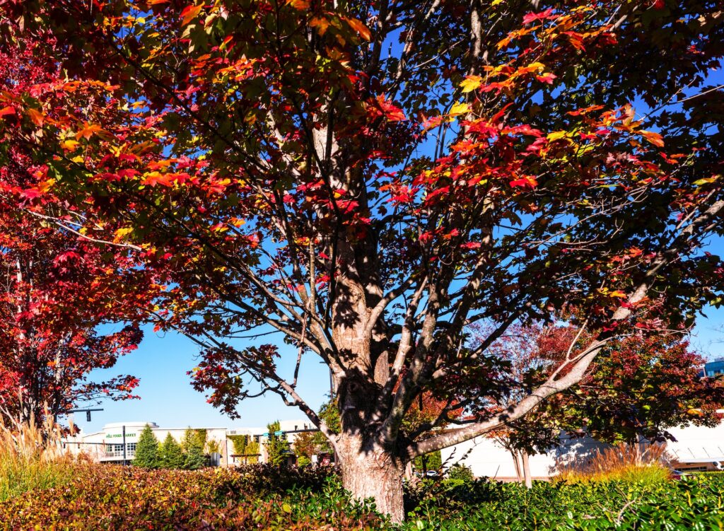 A tree in fall in Alpharetta, GA