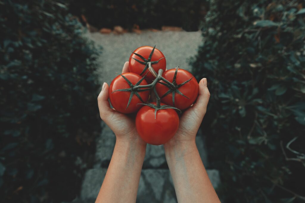 A person holding 4 tomatoes on a vine in Ellisville, MO