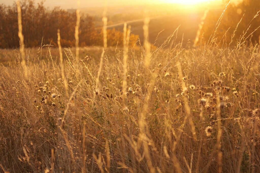 A prairie field near Fishers, IN