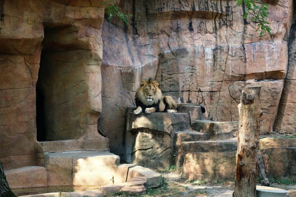 A lion peering from its enclosure at Brookfield Zoo, near Westmont, IL