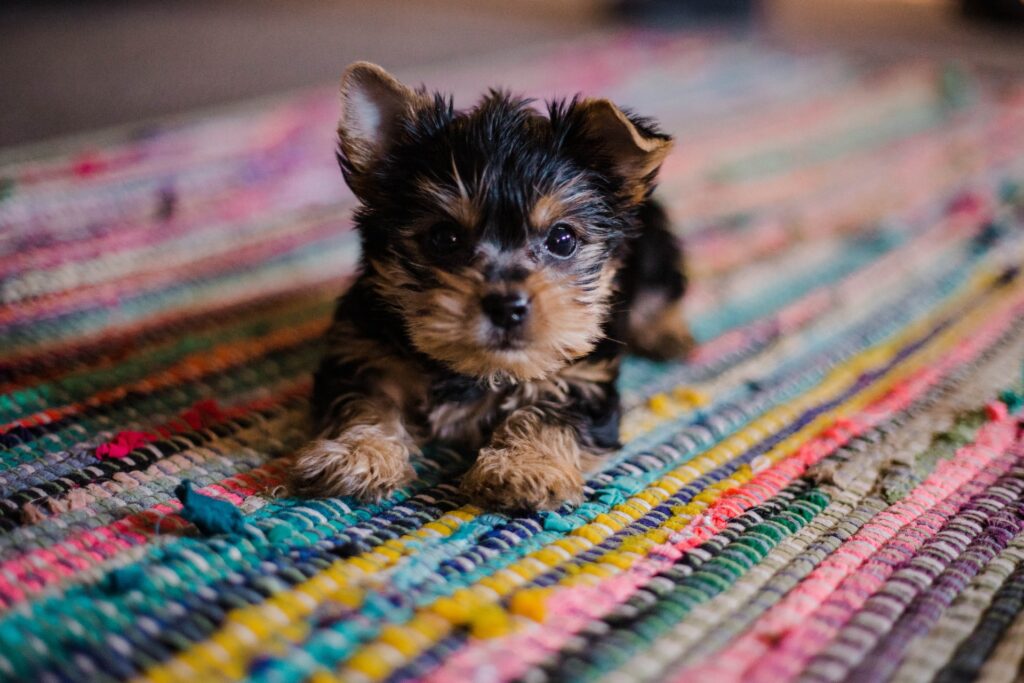 A Yorkshire Terrier puppy in Fishers, IN