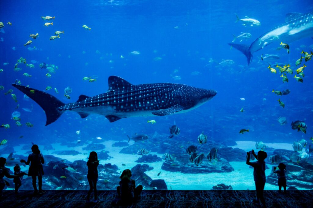 Children enjoying a shark at an aquarium