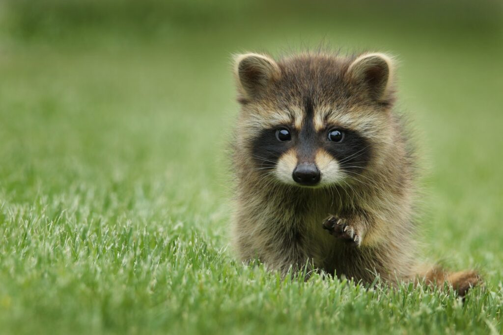 A baby raccoon in a field in Atlanta, GA