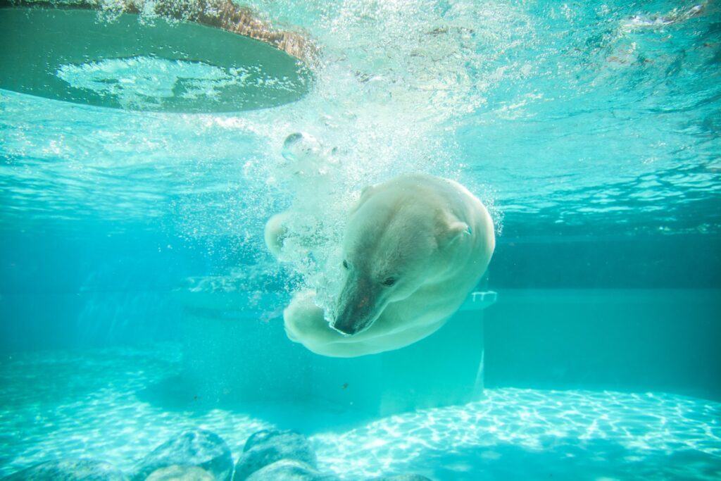 A polar bear takes a plunge at an exhibit at the Lincoln Park Zoo in Chicago, IL
