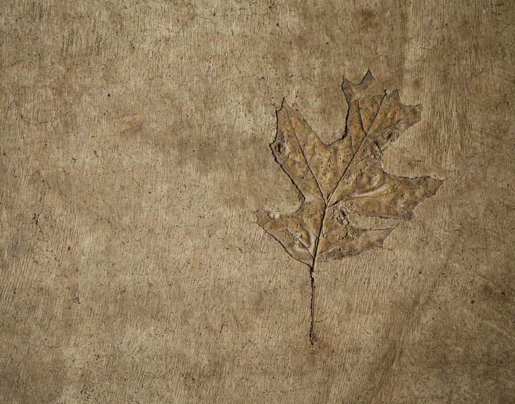 A fossil of a leaf at a natural history museum in Mesa, AZ