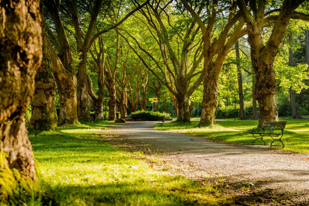 A path through the trees at a park in McKinney, TX