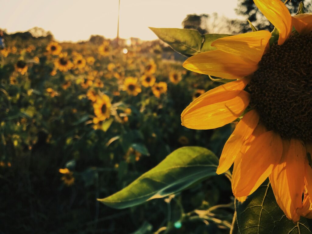 Wild sunflowers growing in a field in Mason, OH
