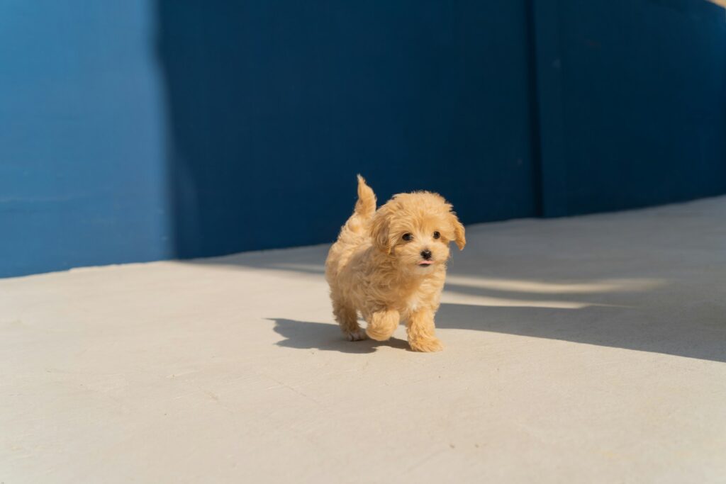 A little puppy trotting in the sun in Ellisville, MO
