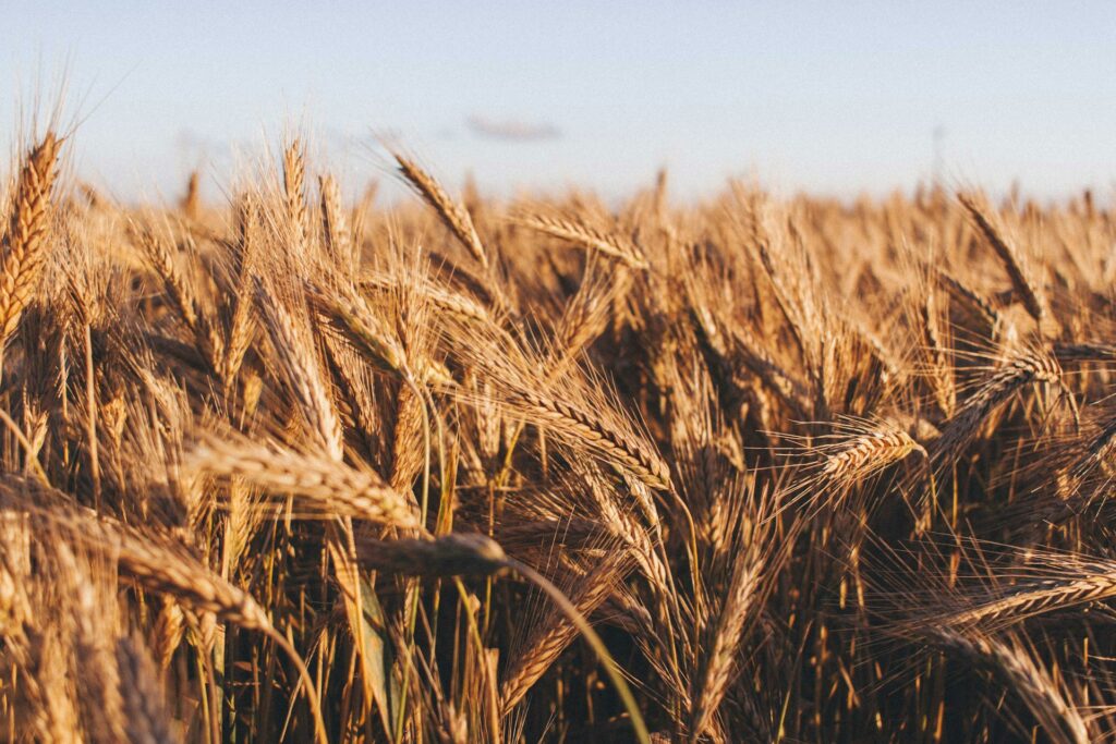 A field of wheat in Duluth, GA