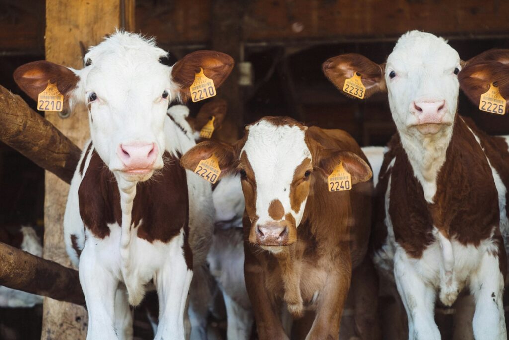 Three cows at a farm in Glenview, IL