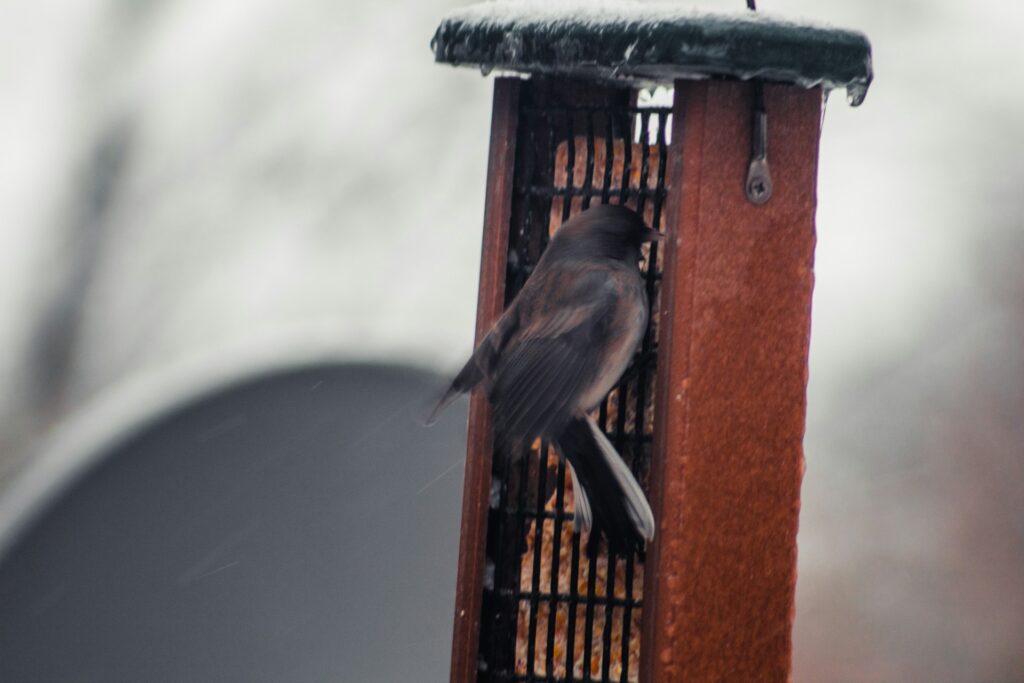 A bird, perched at a feeder in Fishers, IN