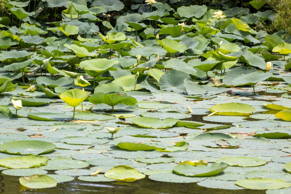 Lilypads in a pond at a nature center in South Barrington, IL
