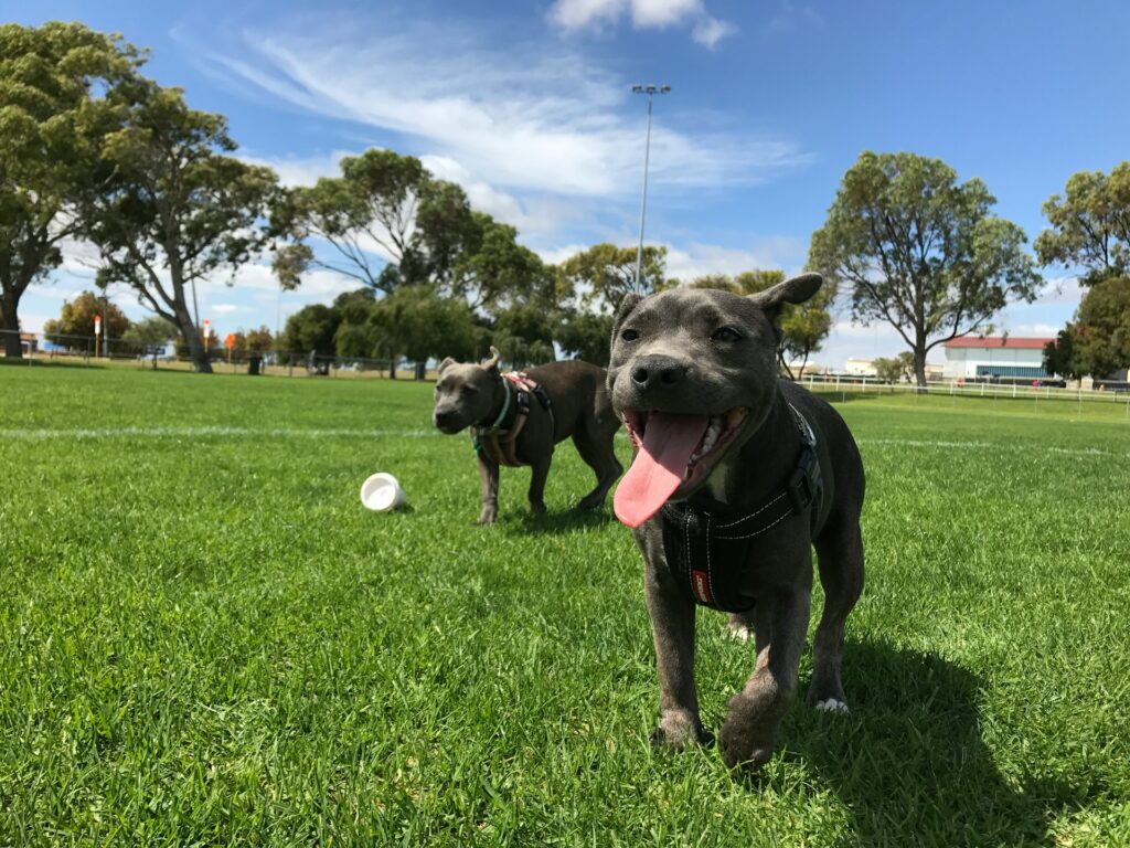 Two dogs playing at a dog park in Chicago, IL