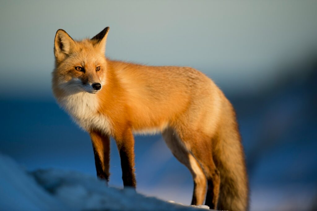 A fox in the wild in Ellisville, MO