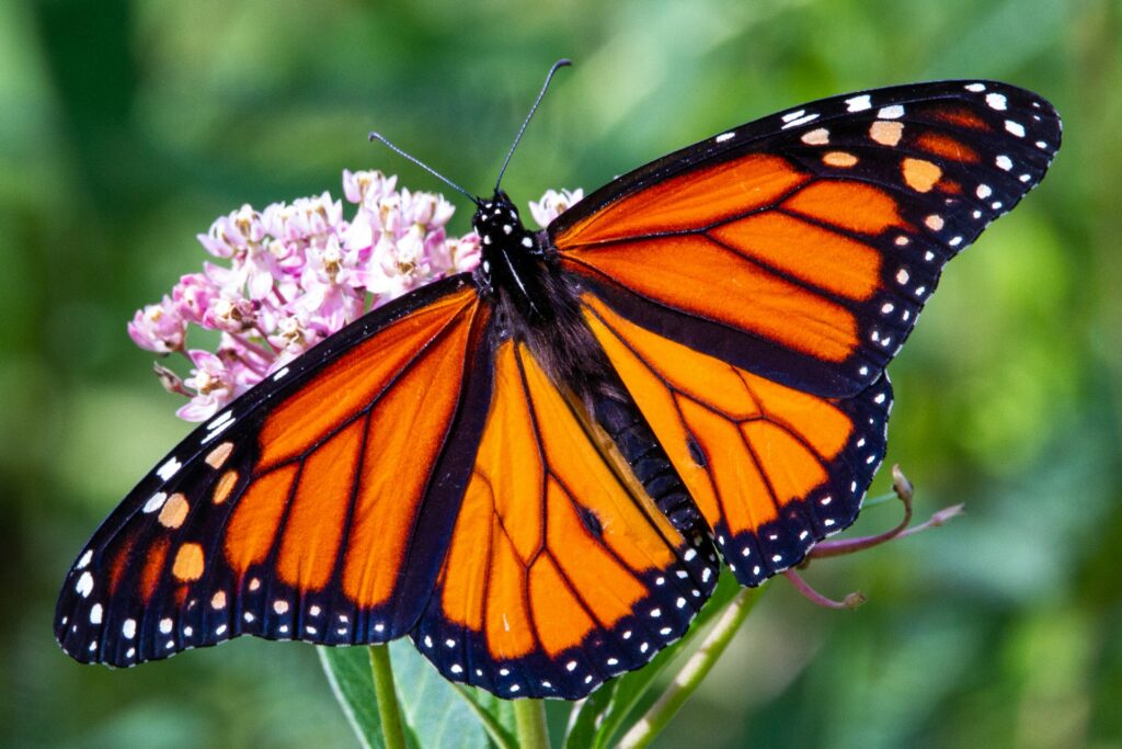 A monarch butterfly on a flower in Westmont, IL