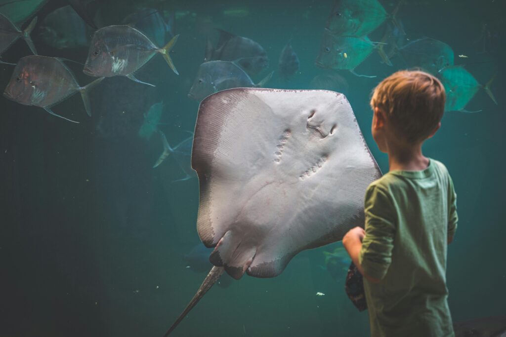 Boy at an aquarium looking at stingray