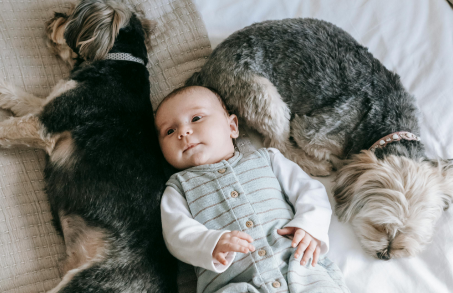 Baby and dogs on bed