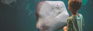 Boy Standing in front of Stingray in Aquarium